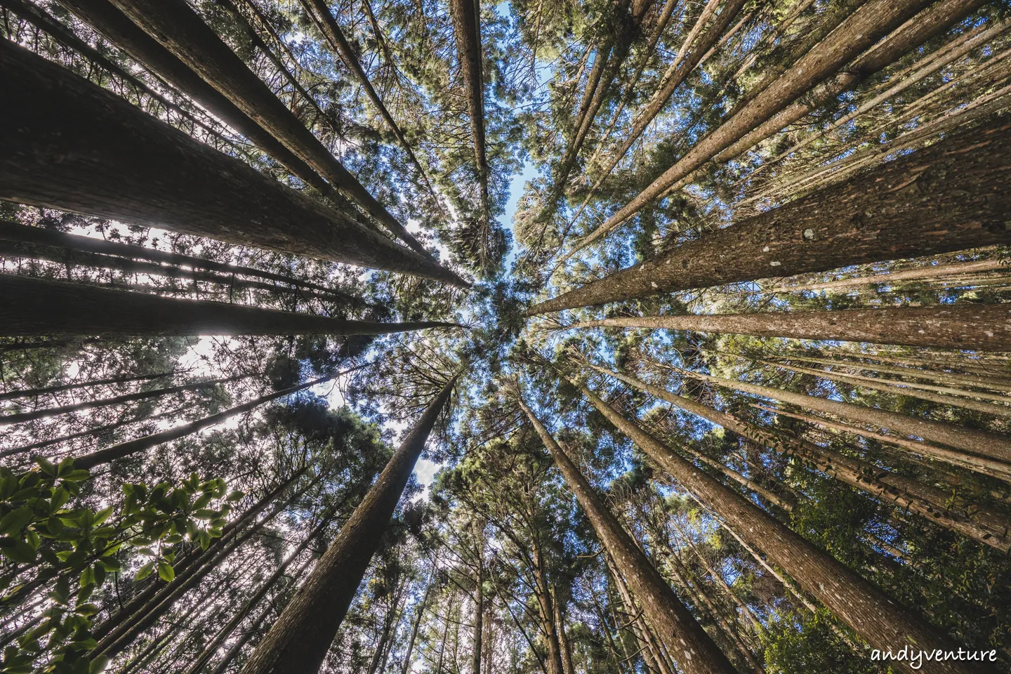 加里山－登山路線攻略，有幽美柳杉林海與雲海的小百岳