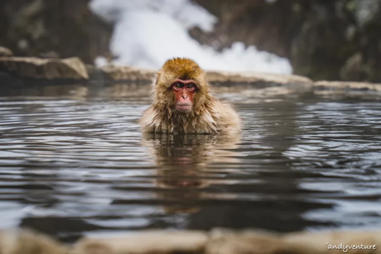 地獄谷野猿公苑(Snow Monkey Park)－來去看世界上唯一懂得泡湯的雪猴｜長野縣｜日本租車旅遊