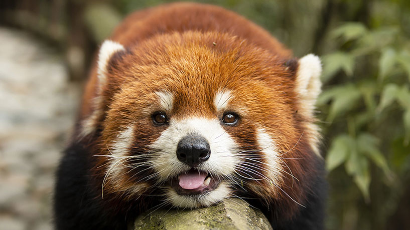 四川景點－熊貓谷