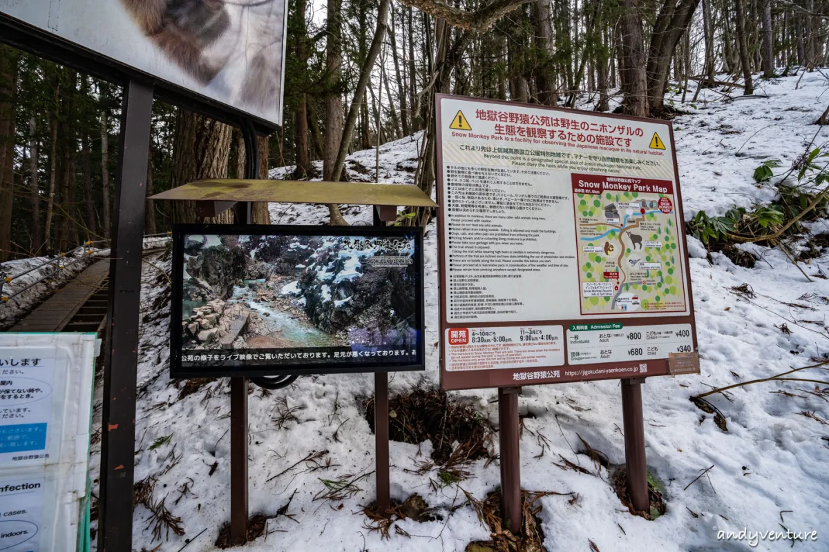 地獄谷野猿公苑(Snow Monkey Park)－來去看世界上唯一懂得泡湯的雪猴｜長野縣｜日本租車旅遊
