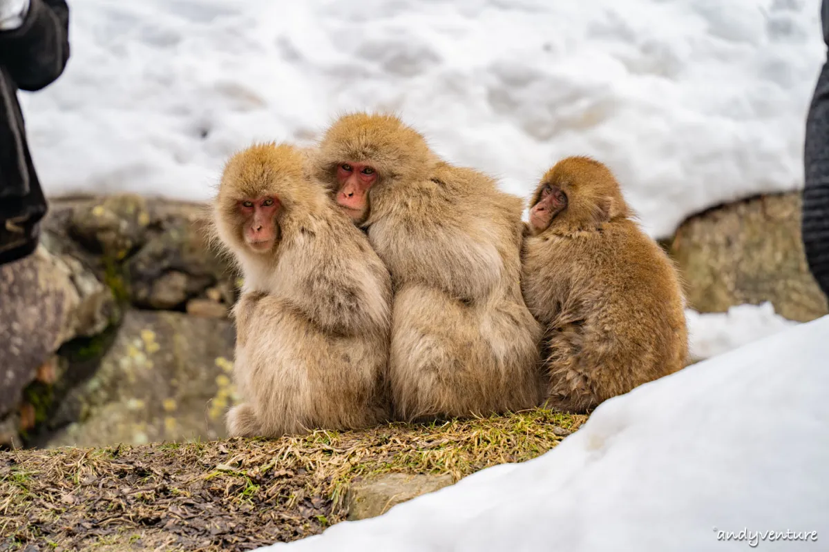 地獄谷野猿公苑(Snow Monkey Park)－來去看世界上唯一懂得泡湯的雪猴｜長野縣｜日本租車旅遊