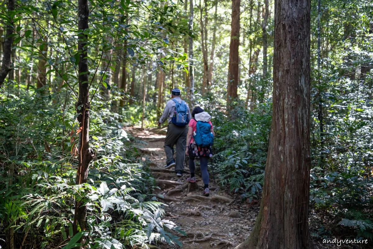 北得拉曼山巨木步道－毛小孩也可以來爬的步道｜交通、路線｜新竹尖石｜台灣景點
