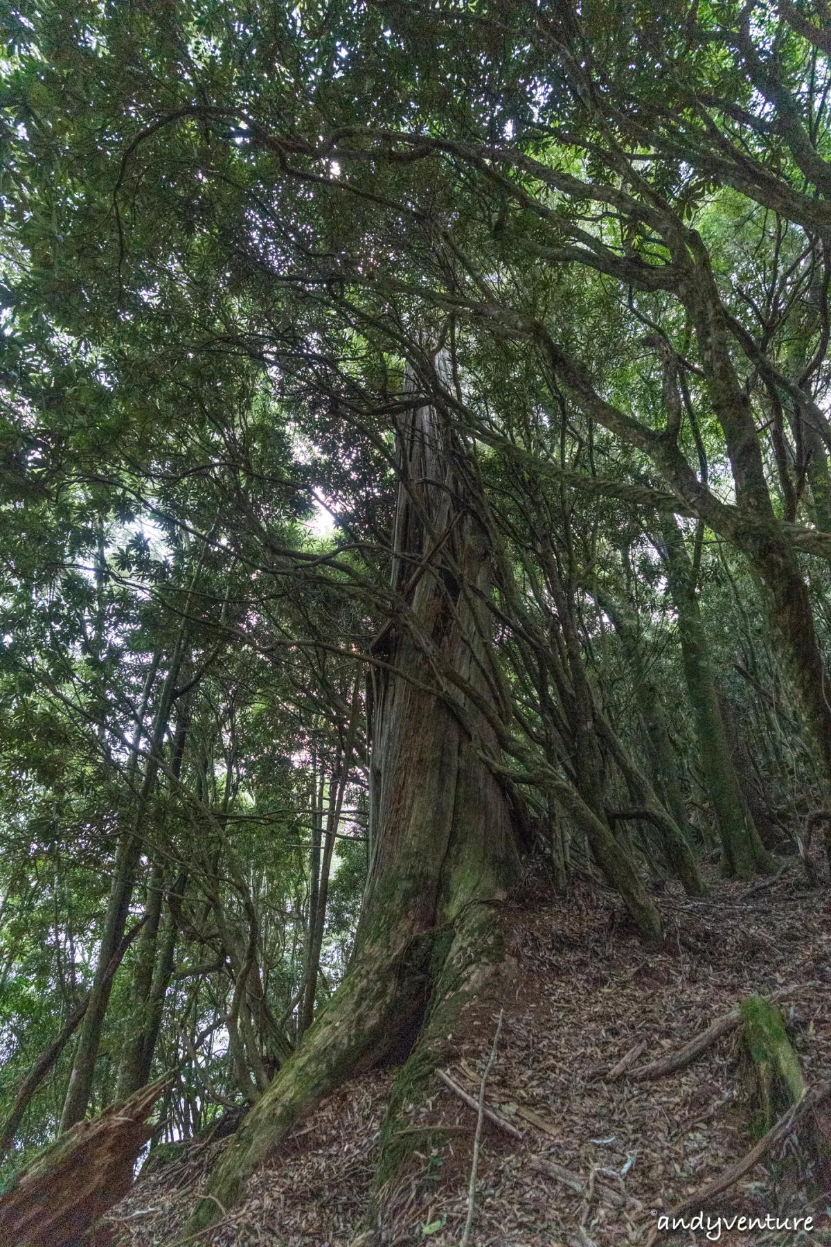 西巒大山－登山路線攻略，單攻百岳的極致，挑戰一天爬三座101的高度