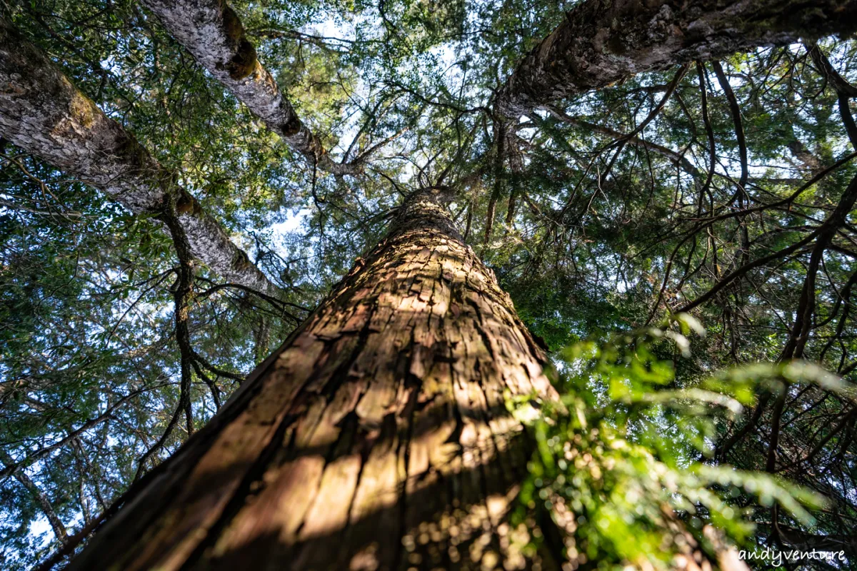 西巒大山－登山路線攻略，單攻百岳的極致，挑戰一天爬三座101的高度