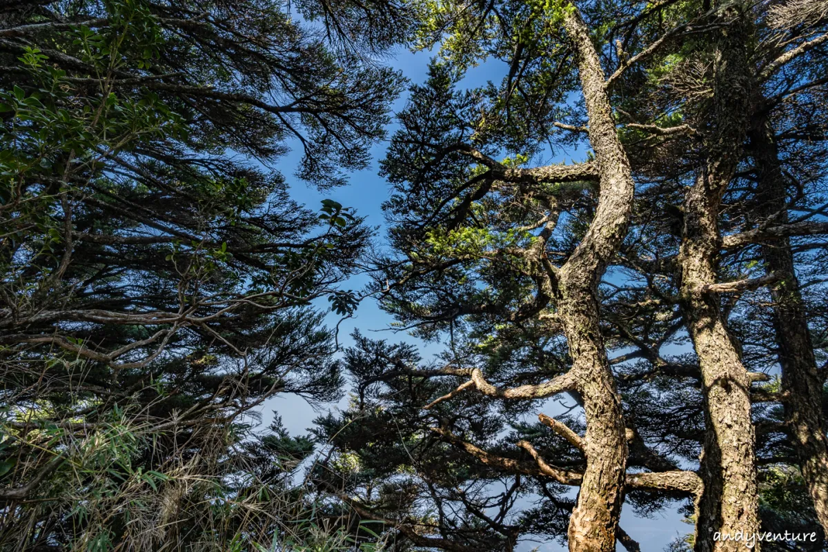 西巒大山－登山路線攻略，單攻百岳的極致，挑戰一天爬三座101的高度