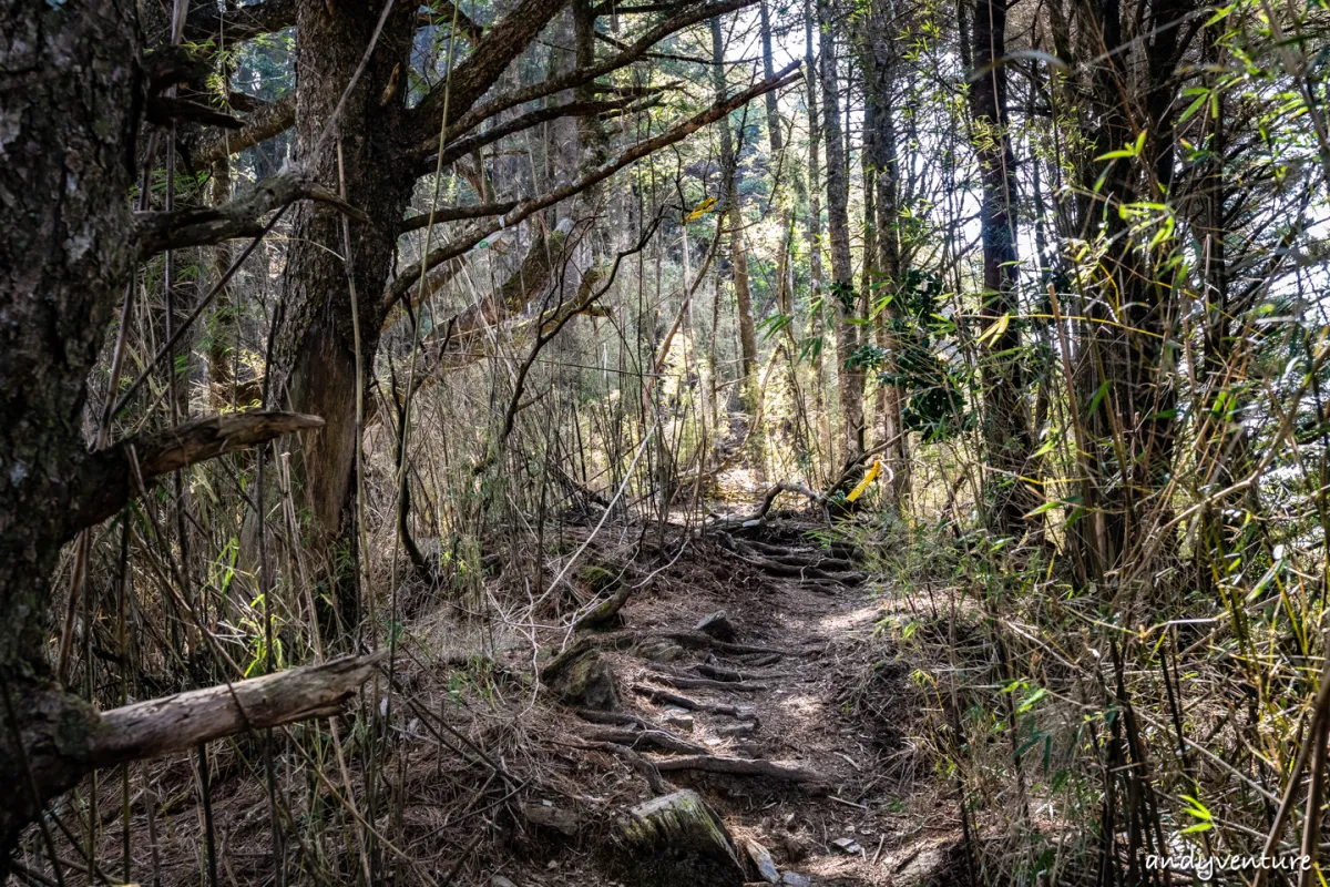 西巒大山－登山路線攻略，單攻百岳的極致，挑戰一天爬三座101的高度