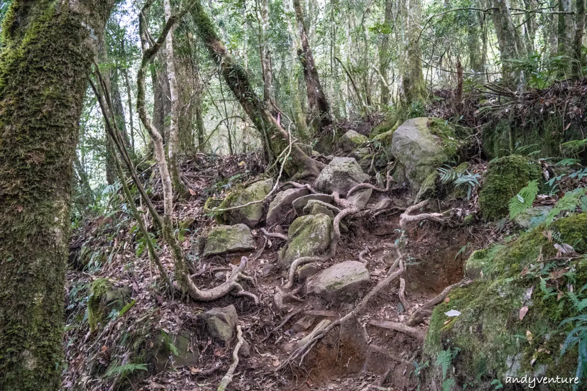 西巒大山－登山路線攻略，單攻百岳的極致，挑戰一天爬三座101的高度