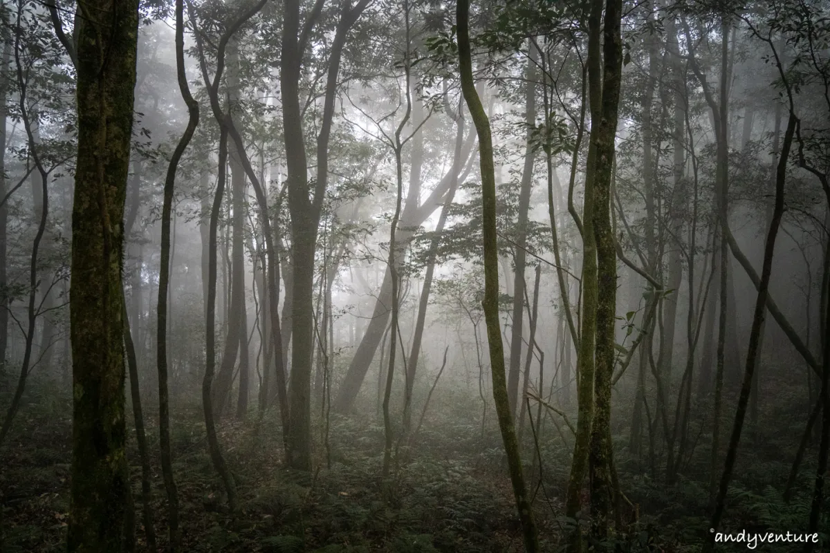 西巒大山－登山路線攻略，單攻百岳的極致，挑戰一天爬三座101的高度