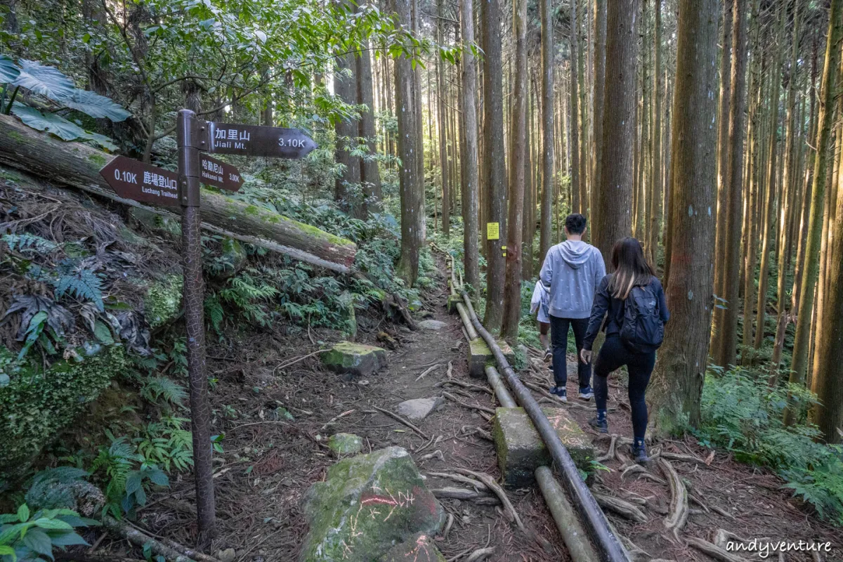 加里山－登山路線攻略，有幽美柳杉林海與雲海的小百岳