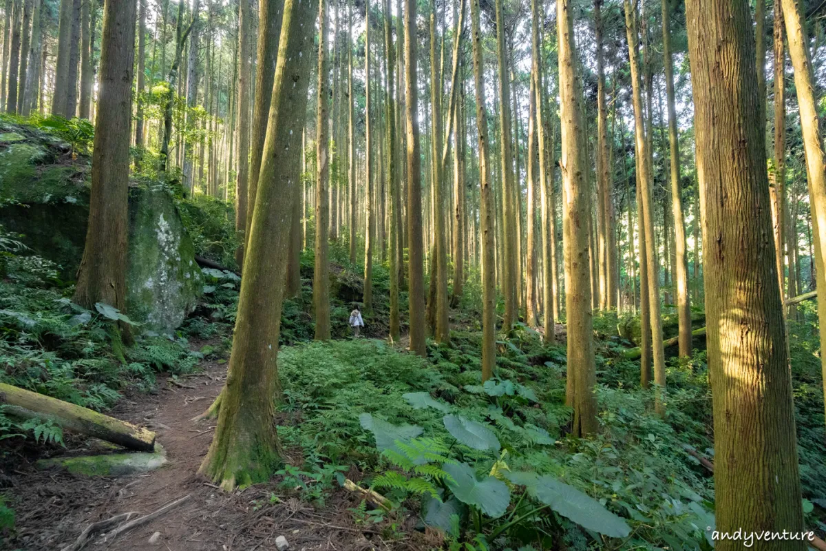 加里山－登山路線攻略，有幽美柳杉林海與雲海的小百岳