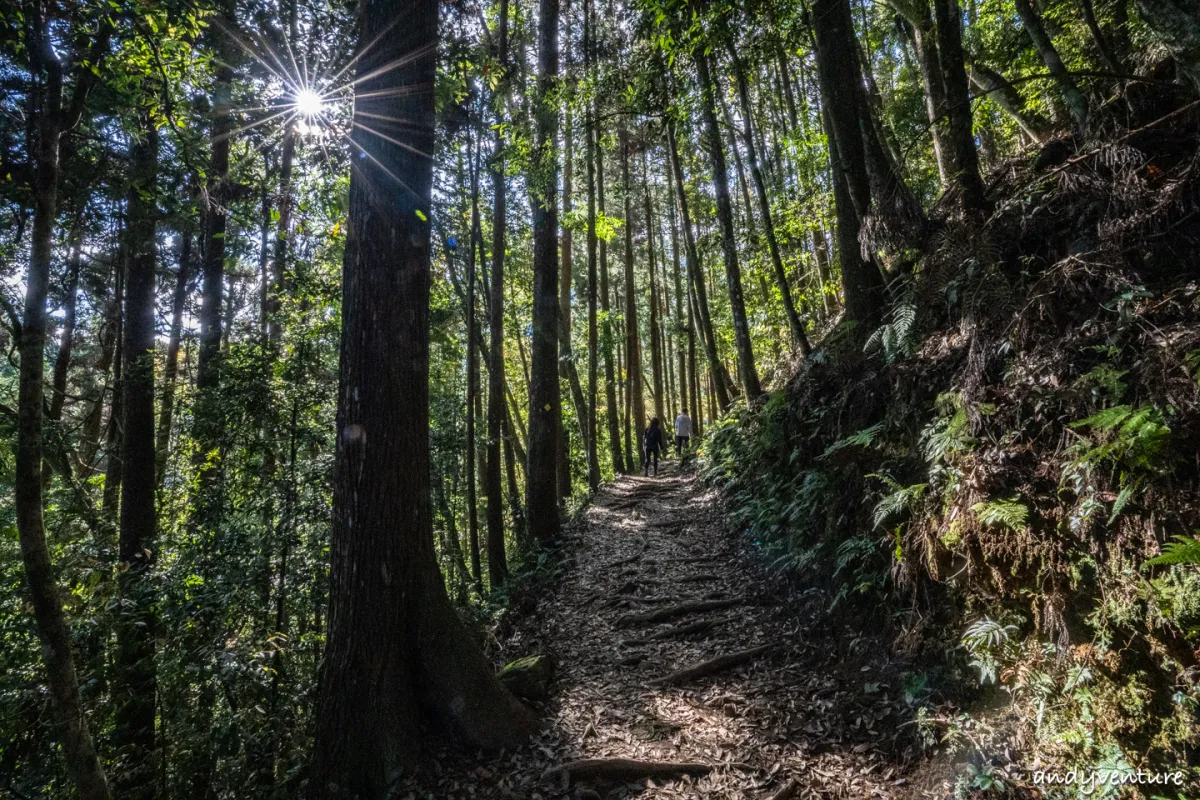 加里山－登山路線攻略，有幽美柳杉林海與雲海的小百岳