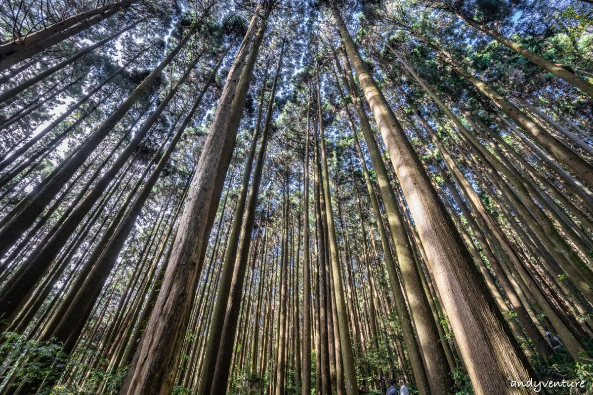 加里山－登山路線攻略，有幽美柳杉林海與雲海的小百岳