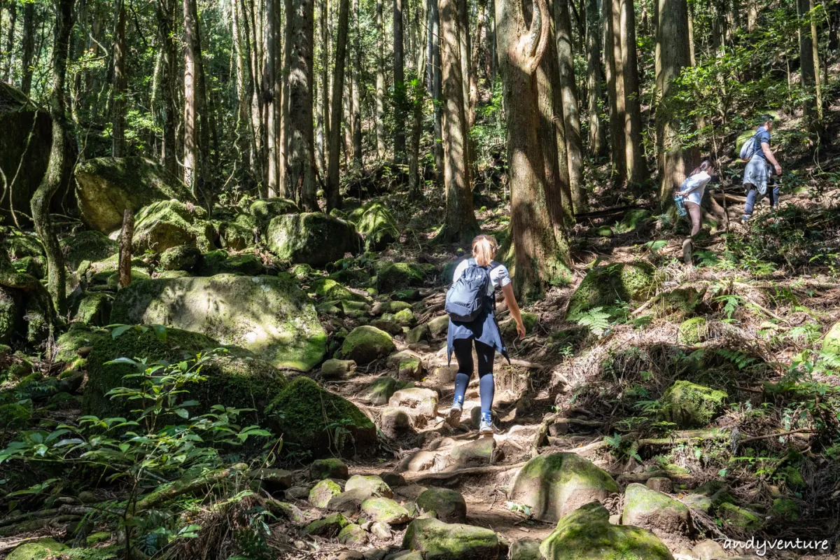 加里山－登山路線攻略，有幽美柳杉林海與雲海的小百岳