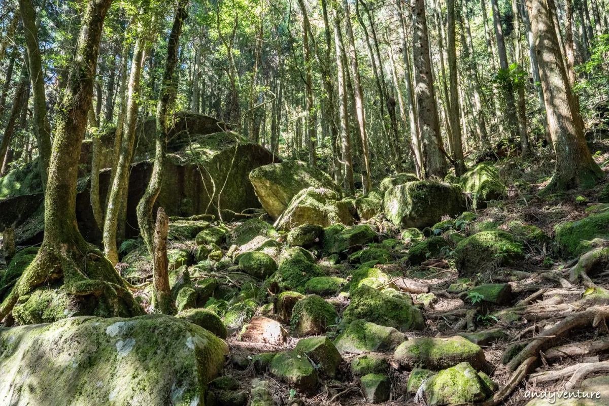 加里山－登山路線攻略，有幽美柳杉林海與雲海的小百岳