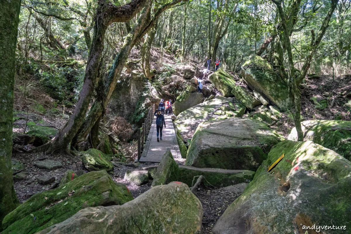 加里山－登山路線攻略，有幽美柳杉林海與雲海的小百岳