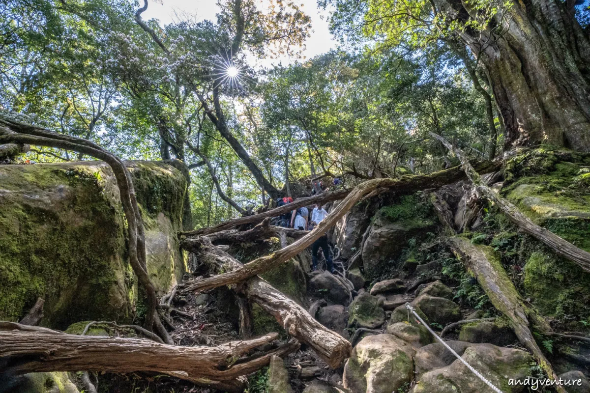 加里山－登山路線攻略，有幽美柳杉林海與雲海的小百岳