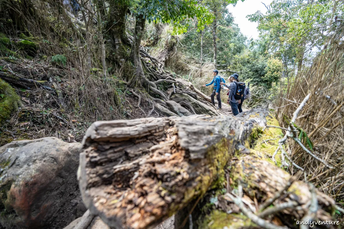 加里山－登山路線攻略，有幽美柳杉林海與雲海的小百岳