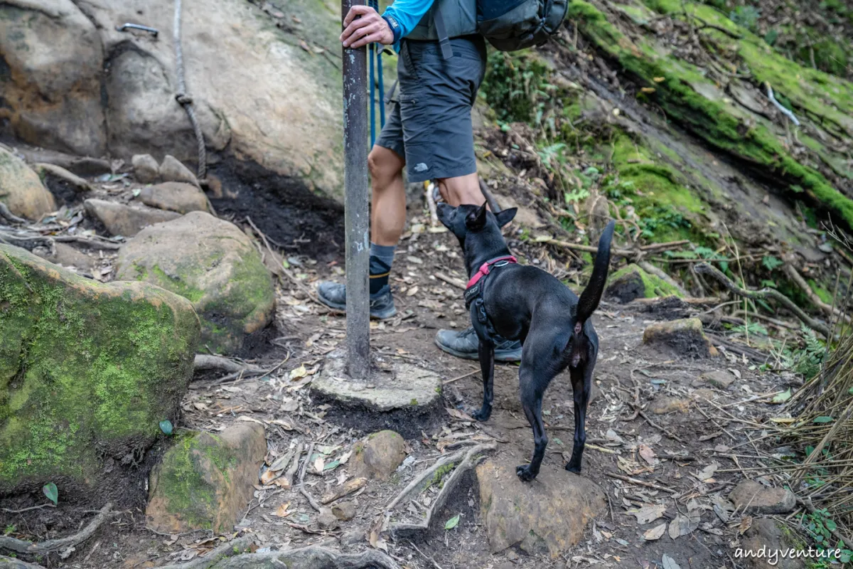 加里山－登山路線攻略，有幽美柳杉林海與雲海的小百岳