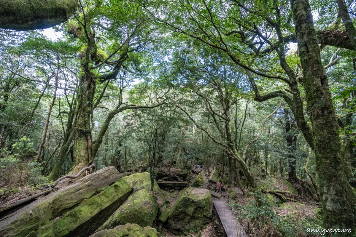 加里山－登山路線攻略，有幽美柳杉林海與雲海的小百岳