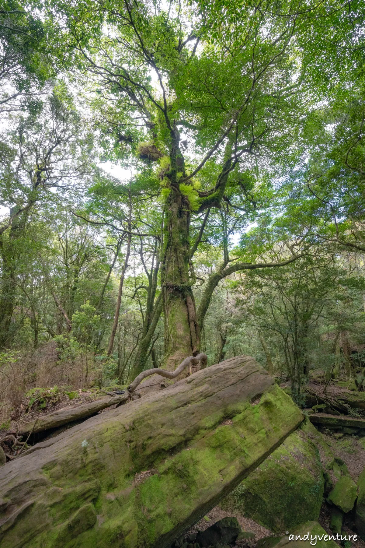 加里山－登山路線攻略，有幽美柳杉林海與雲海的小百岳