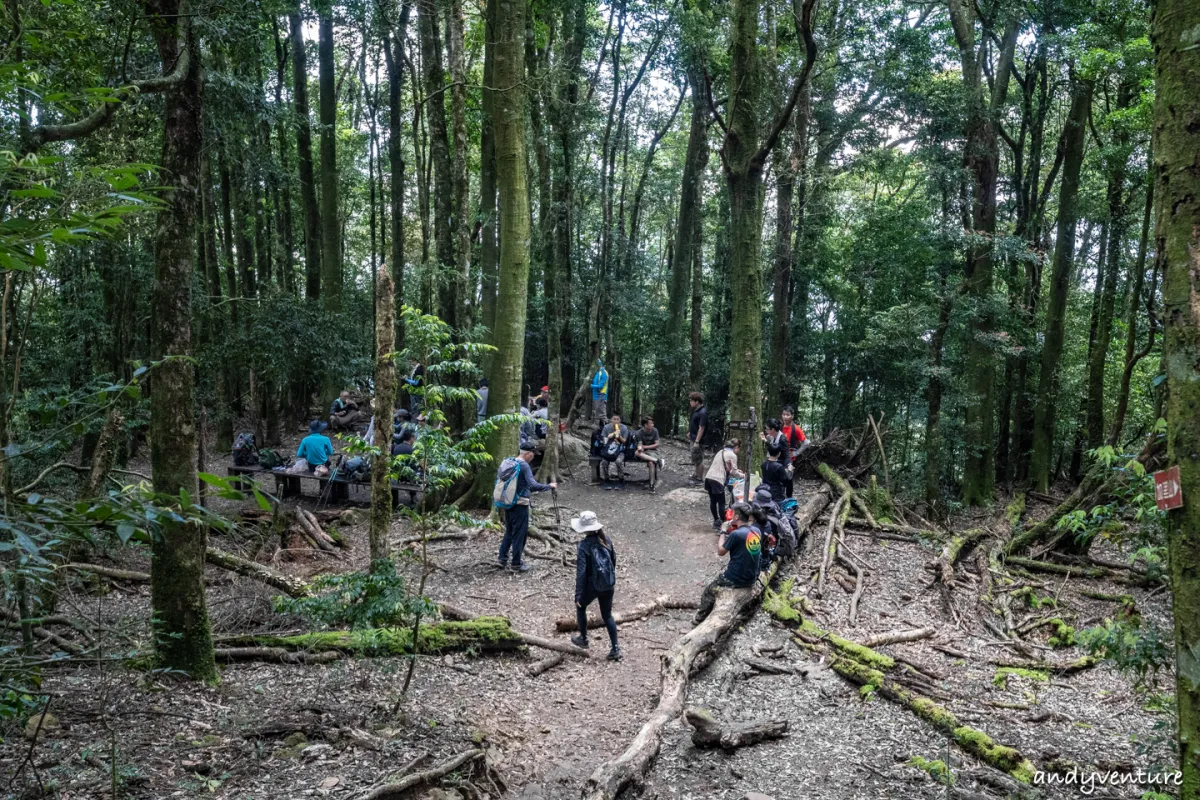 加里山－登山路線攻略，有幽美柳杉林海與雲海的小百岳