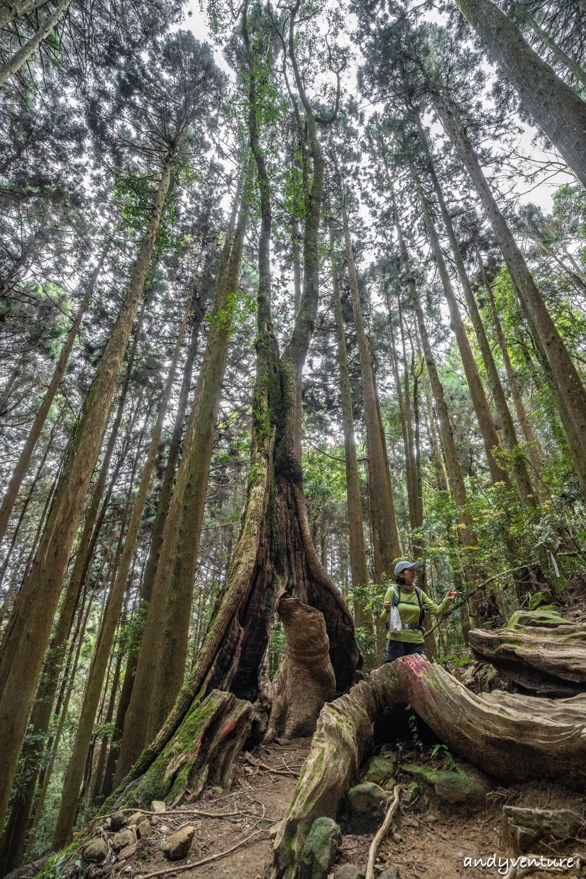 加里山－登山路線攻略，有幽美柳杉林海與雲海的小百岳