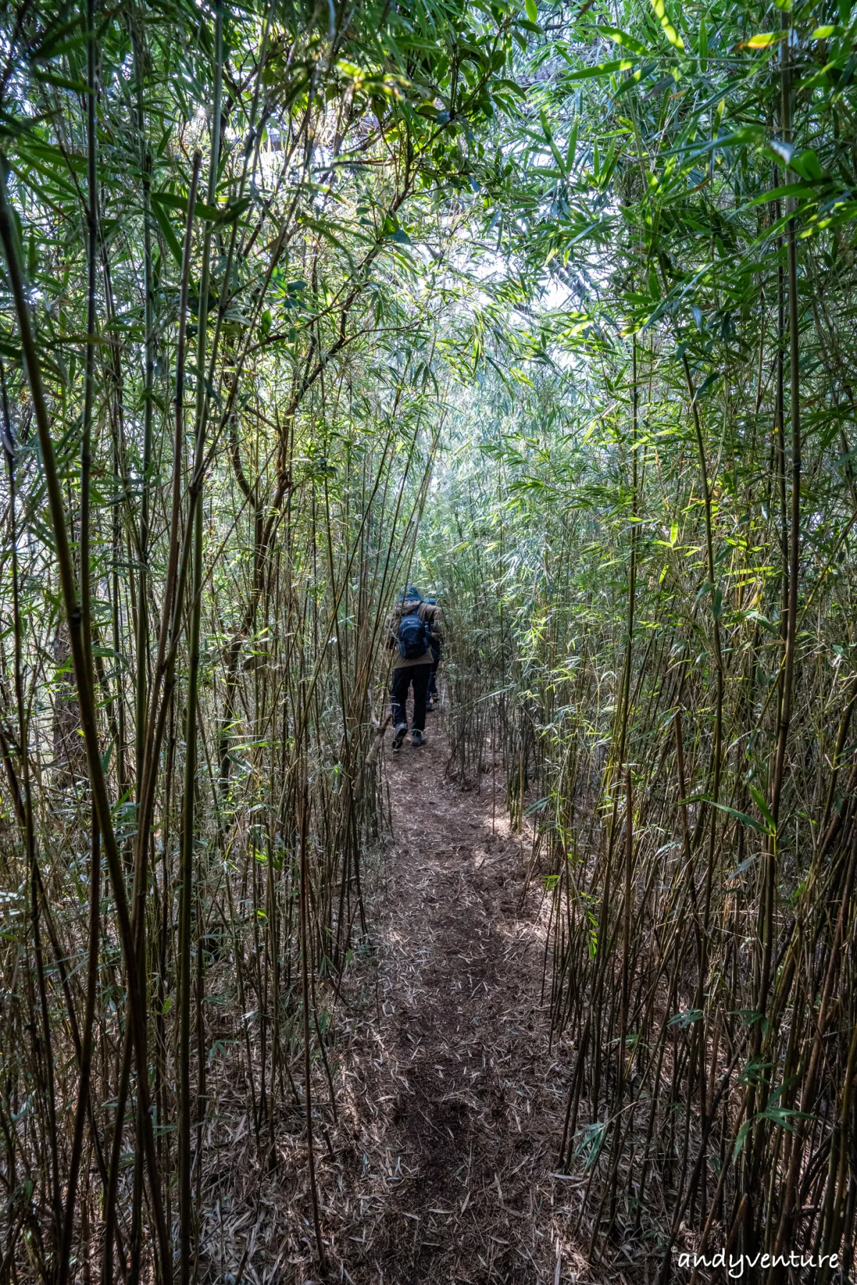 郡大山－完整登山路線攻略，車程艱辛但風景秀麗的百岳八秀｜台灣景點