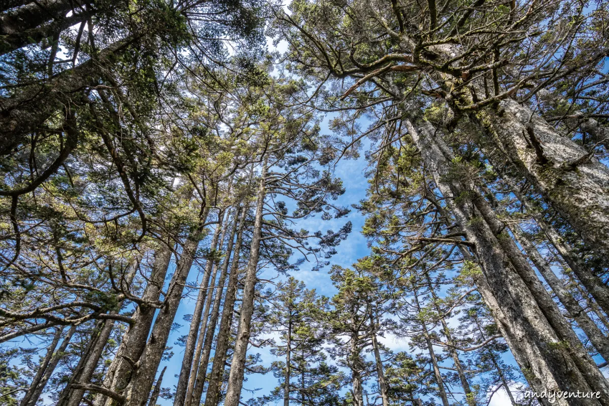 郡大山－完整登山路線攻略，車程艱辛但風景秀麗的百岳八秀｜台灣景點