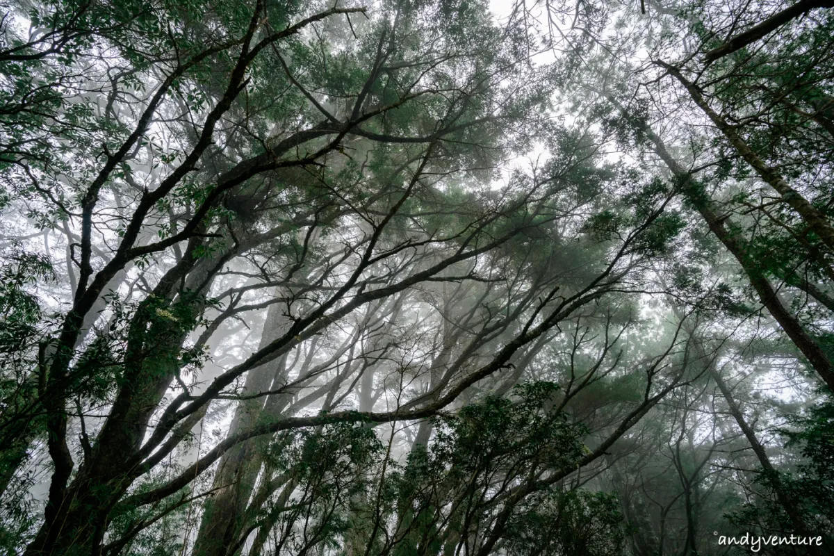 郡大山－完整登山路線攻略，車程艱辛但風景秀麗的百岳八秀｜台灣景點