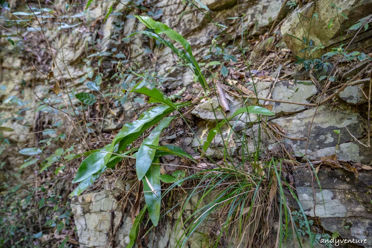 羅木斯溪登山步道(茂林谷)－旅遊實記照片