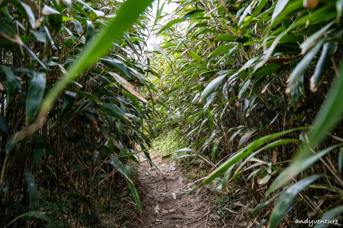 抹茶山(聖母登山步道)－最完整路線攻略與沿路景點介紹｜宜蘭景點