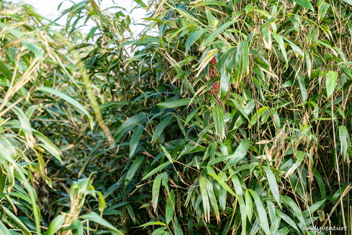 抹茶山(聖母登山步道)－最完整路線攻略與沿路景點介紹｜宜蘭景點