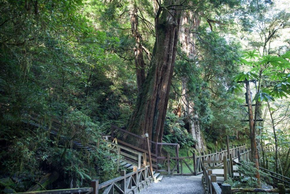 拉拉山國家森林遊樂區