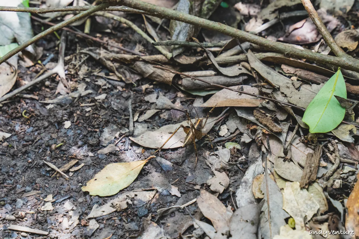 台北大縱走第四段－生態豐富的沿溪山徑，健行攻略與沿路景點