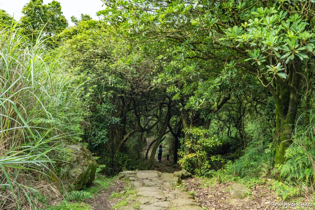 魚路古道(金包里大路)－陽明山的新手最友善登山路線｜台北景點