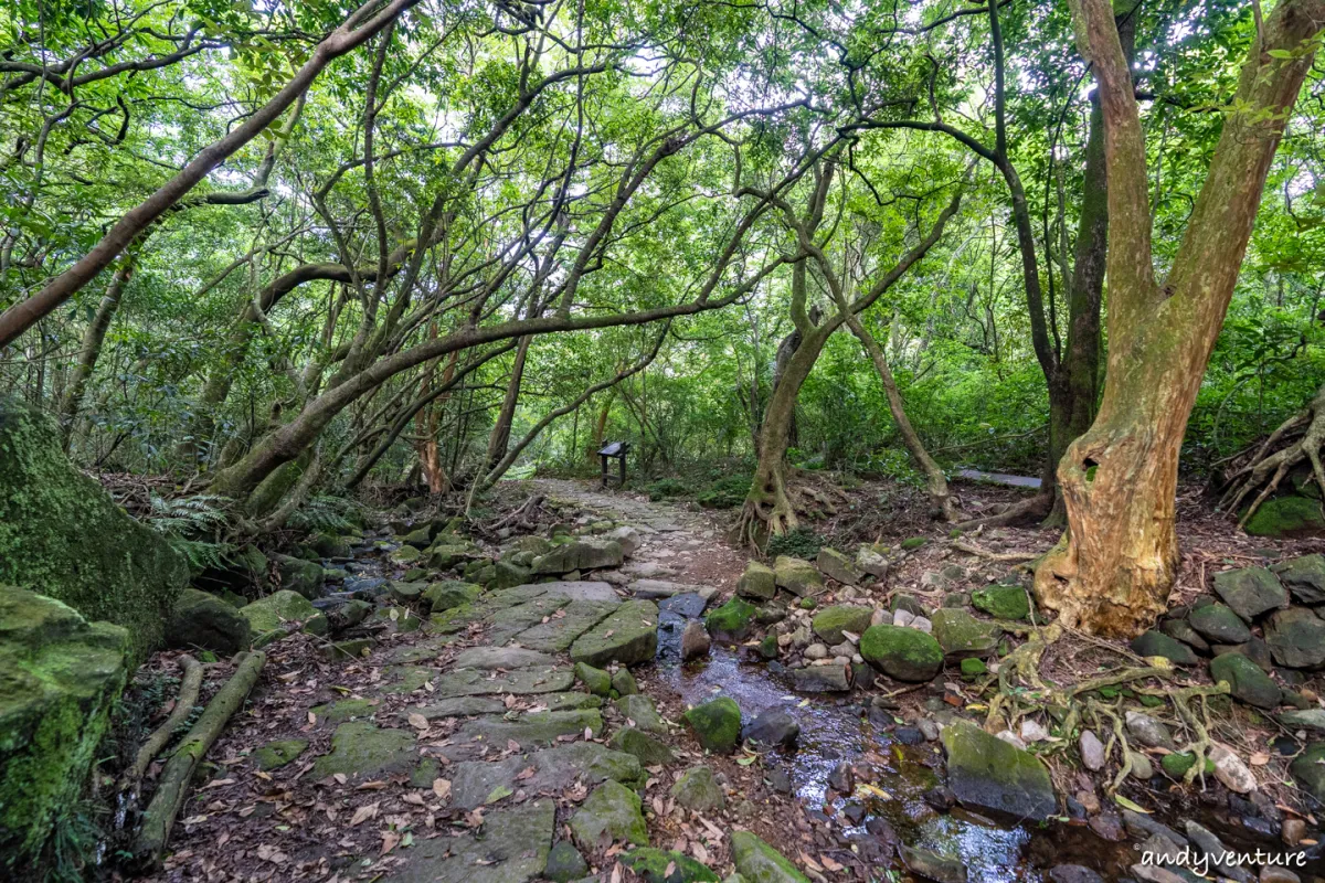 魚路古道(金包里大路)－陽明山的新手最友善登山路線｜台北景點