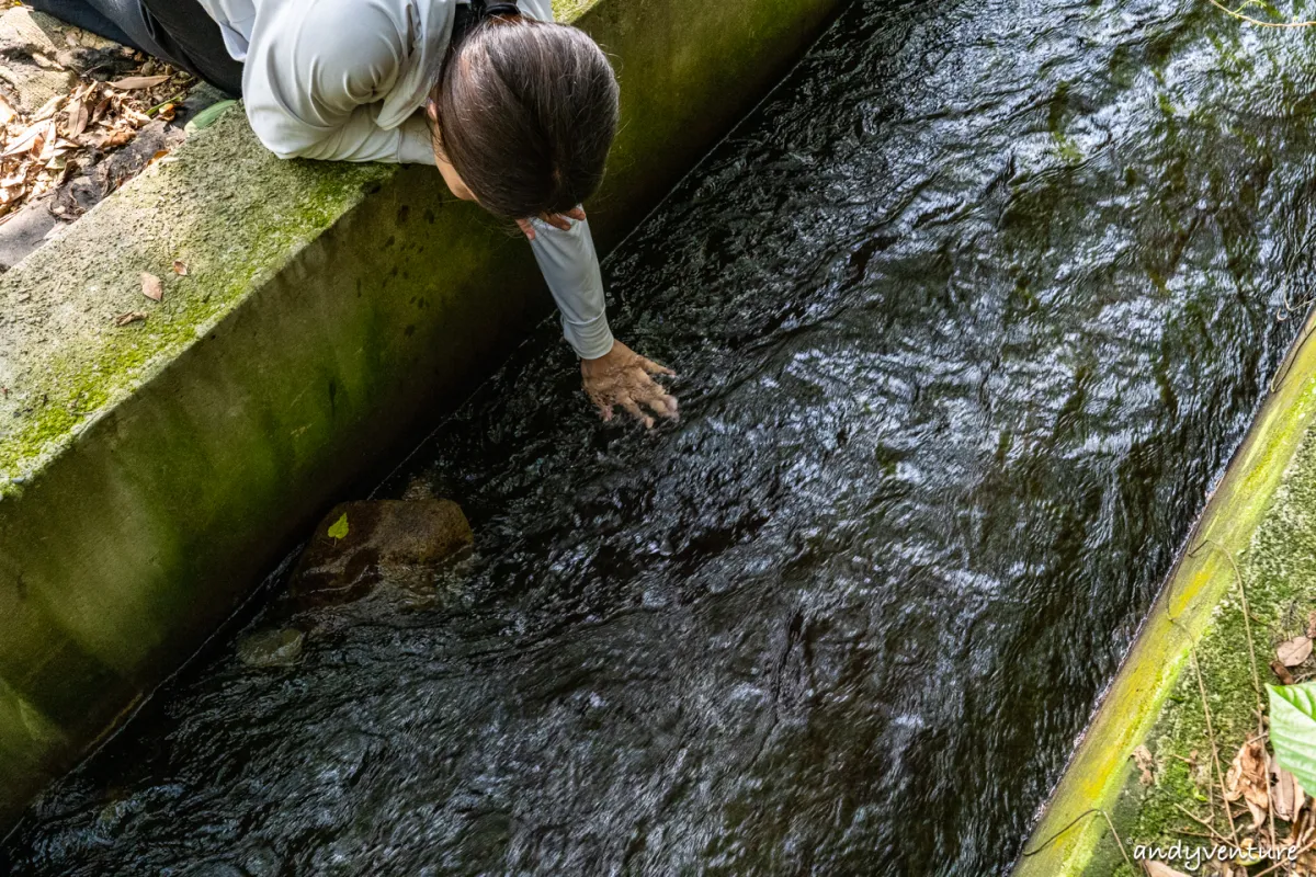 魚路古道(金包里大路)－陽明山的新手最友善登山路線｜台北景點